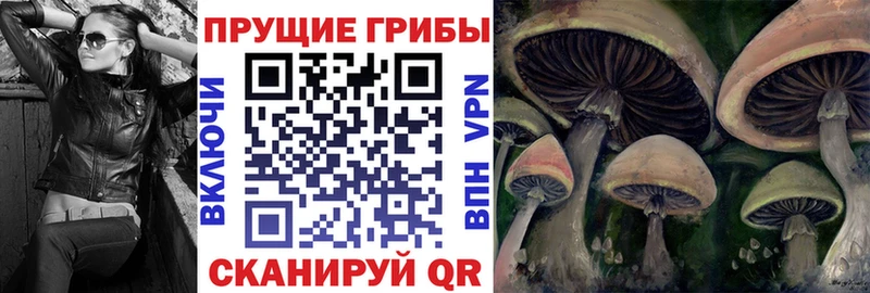 купить наркотики сайты  Шуя  Галлюциногенные грибы GOLDEN TEACHER 